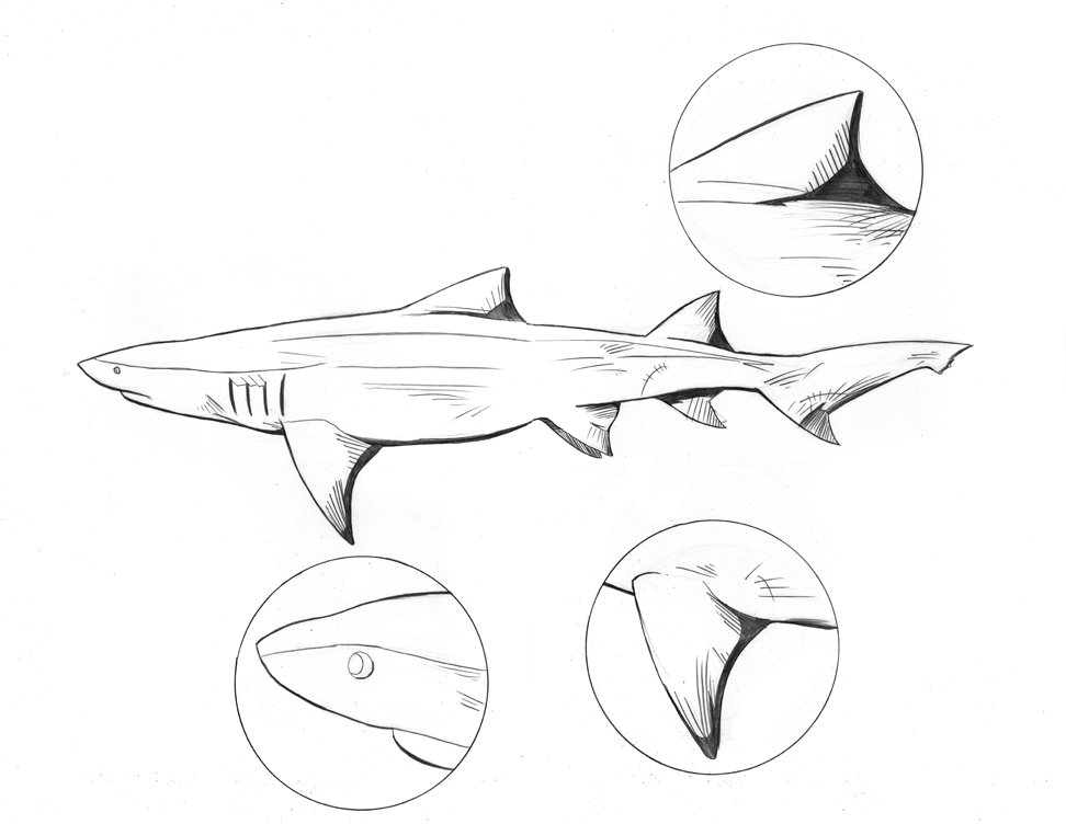 Top 10 Deadliest Sharks